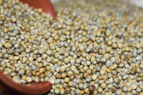 PEARL MILLET (KAMBU) 1 KG